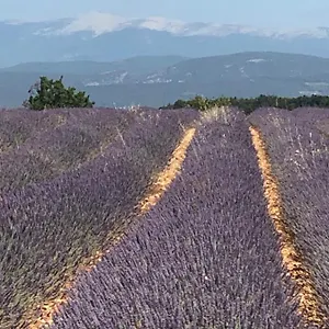 Provence Luberon Location Chez Marcelle Appartement